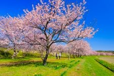 Tourist destination images of Kitaasaba Sakura-tsutsumi Park(1)