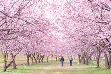 Tourist destination images of Kitaasaba Sakura-tsutsumi Park(2)