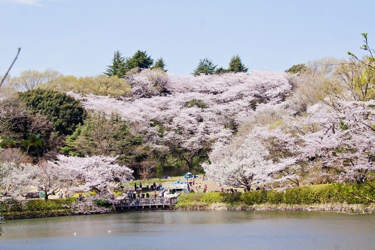 Kanagawa Prefectural Mitsuike Park