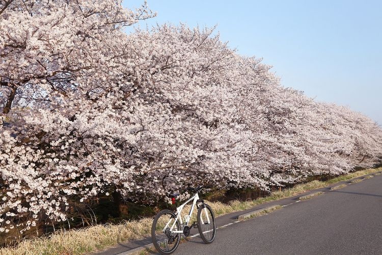 Fussa City Tamagawa River Embankment Cherry Blossom Avenue