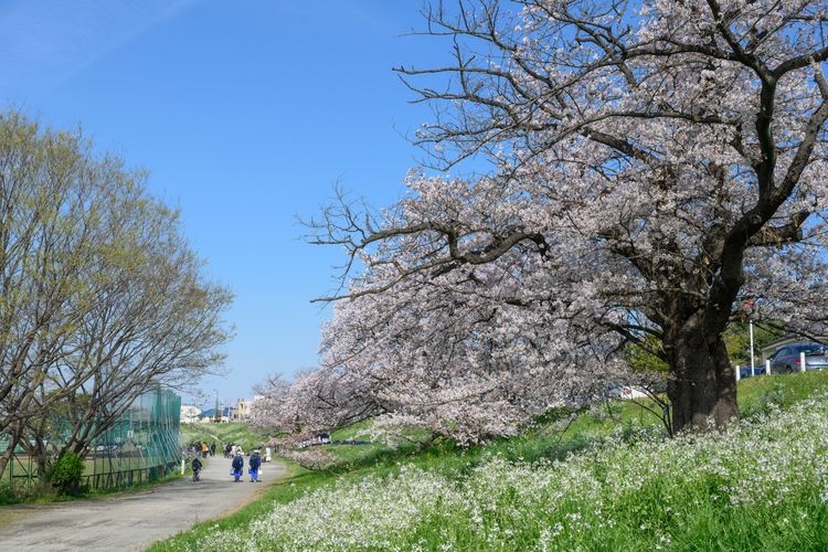 Tourist destination images of Fussa City Tamagawa River Embankment Cherry Blossom Avenue(2)