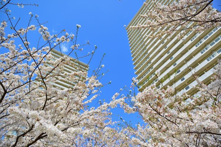 Fussa City Tamagawa River Embankment Cherry Blossom Avenue