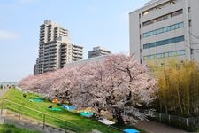 Tourist destination images of Fussa City Tamagawa River Embankment Cherry Blossom Avenue(2)