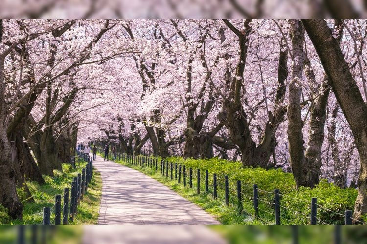 Sakurazutsumi Park