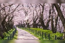 Tourist destination images of Sakurazutsumi Park(1)