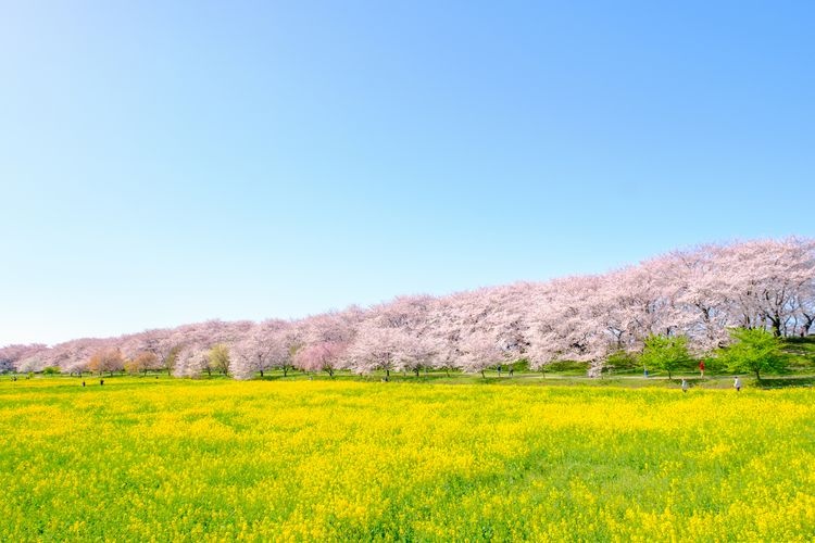 Tourist destination images of Sakurazutsumi Park(2)