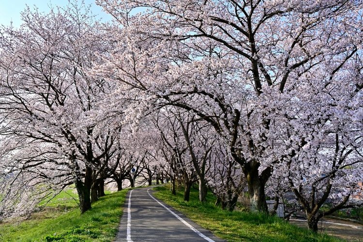 Sakurazutsumi Park