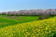 Tourist destination images of Sakurazutsumi Park(2)