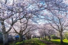 Tourist destination images of Fukuoka Weir(1)