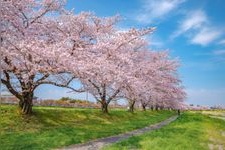 Tourist destination images of Kodama Senbonzakura(4)
