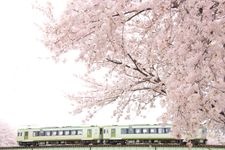 Tourist destination images of Kodama Senbonzakura(3)