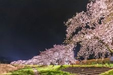 Tourist destination images of Kodama Senbonzakura(1)