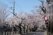 Tourist destination images of Tokabanbira Sakura-dori(1)