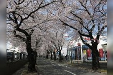 Tourist destination images of Tokabanbira Sakura-dori(2)