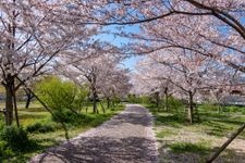 Tourist destination images of Komatsukawa Senbonzakura(1)