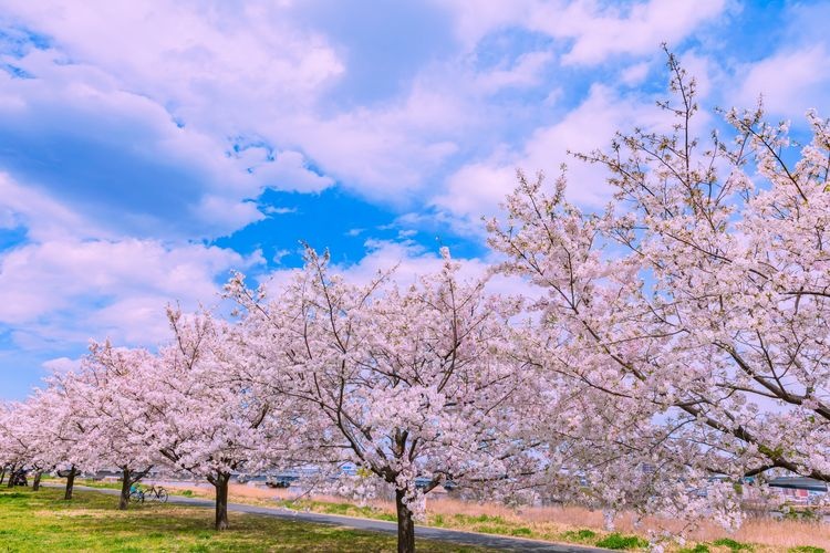 Tourist destination images of Komatsukawa Senbonzakura(2)