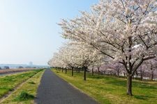 小松川千本桜の観光地画像(1)