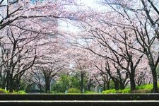 小松川千本桜の観光地画像(2)