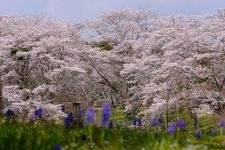 Tourist destination images of Shizuka Summit Furusato Park(2)