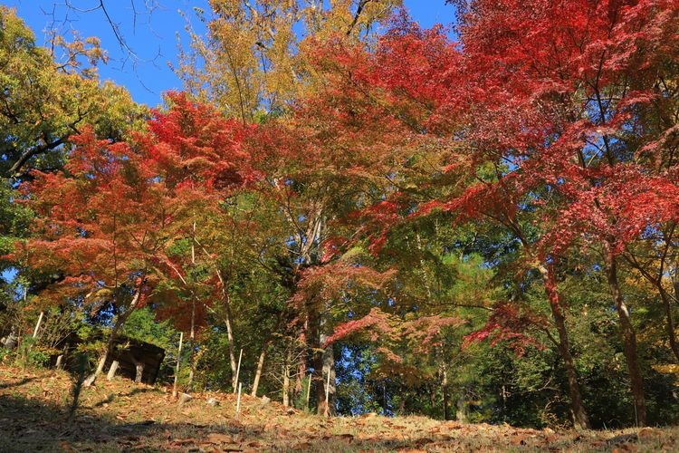 Naritasan Park 2