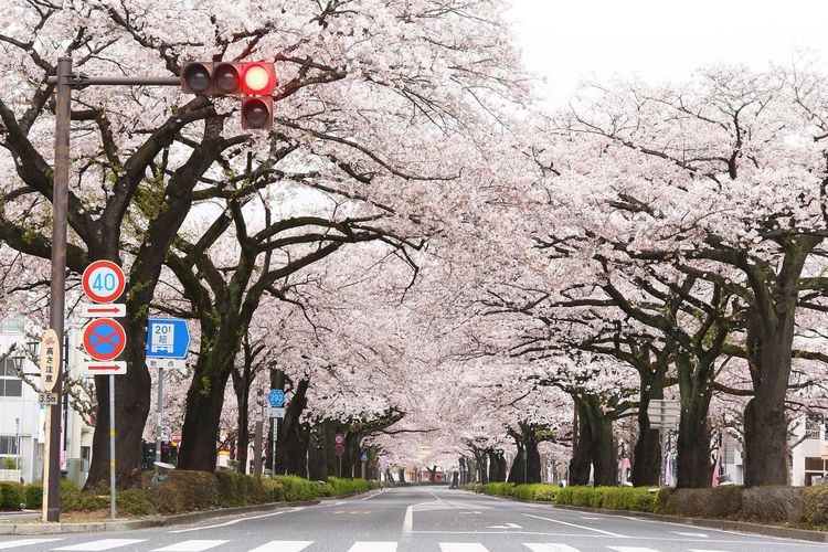 Heiwa-dori Cherry Blossoms