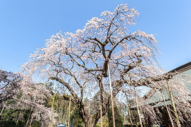 Chokoji Temple