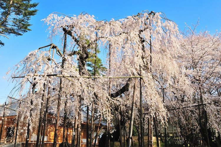 Mamayama Shōfuku-ji Temple