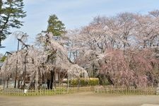 Tourist destination images of Mamayama Shōfuku-ji Temple(3)