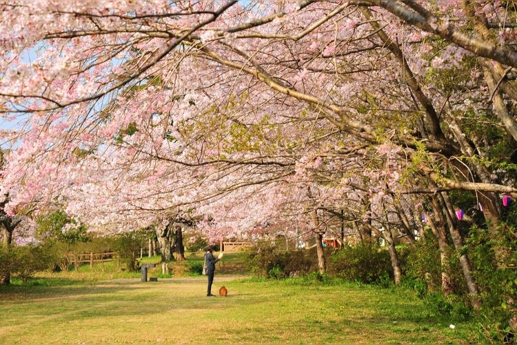 Komikawa Castle Mountain Park