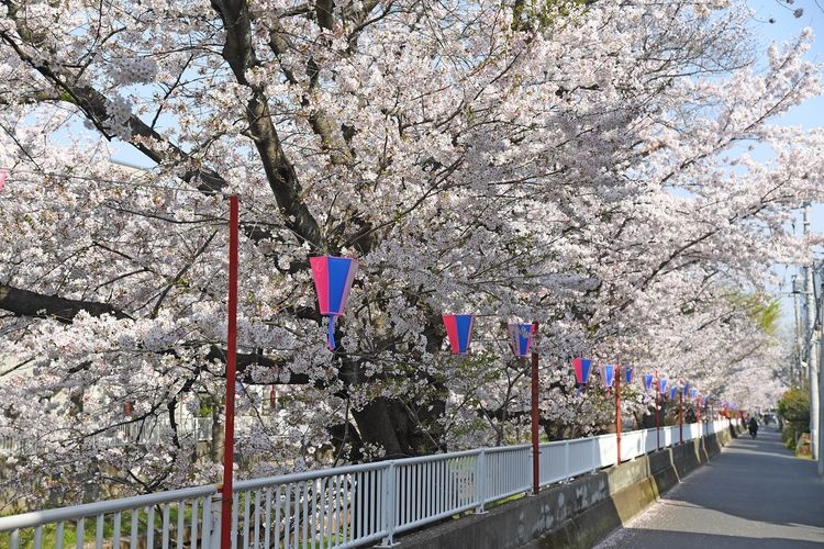 Shibukawa River Cherry Blossoms