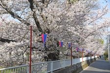 元住吉渋川沿いの桜の観光地画像(1)