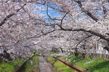 元住吉渋川沿いの桜の観光地画像(2)