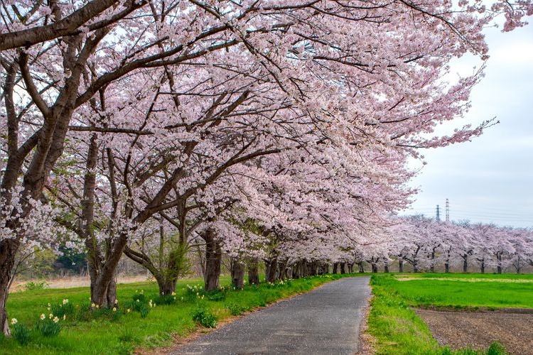 Tokigawa Cherry Blossom Embankment