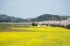 Tourist destination images of Tokigawa Cherry Blossom Embankment(2)