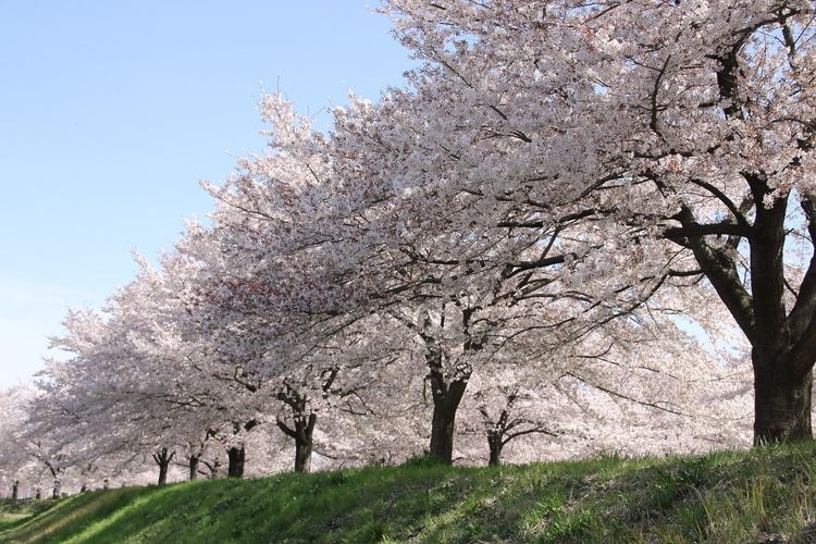 入間川河川敷桜堤