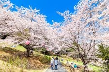 Tourist destination images of Sakura no Yama Park(1)