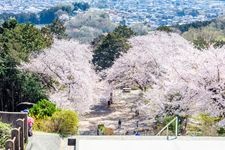 Tourist destination images of Sakura no Yama Park(2)