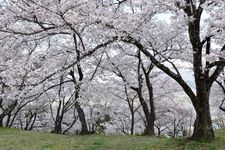 Tourist destination images of Daibosi Park(3)