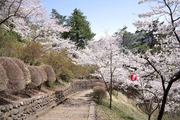 Iwadenyama Maruyama Park