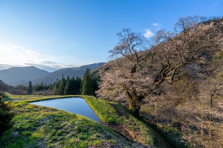 Koma-tsunagi Cherry Tree