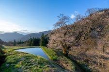 Tourist destination images of Koma-tsunagi Cherry Tree(1)