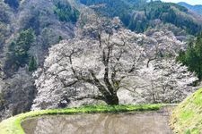 Tourist destination images of Koma-tsunagi Cherry Tree(2)