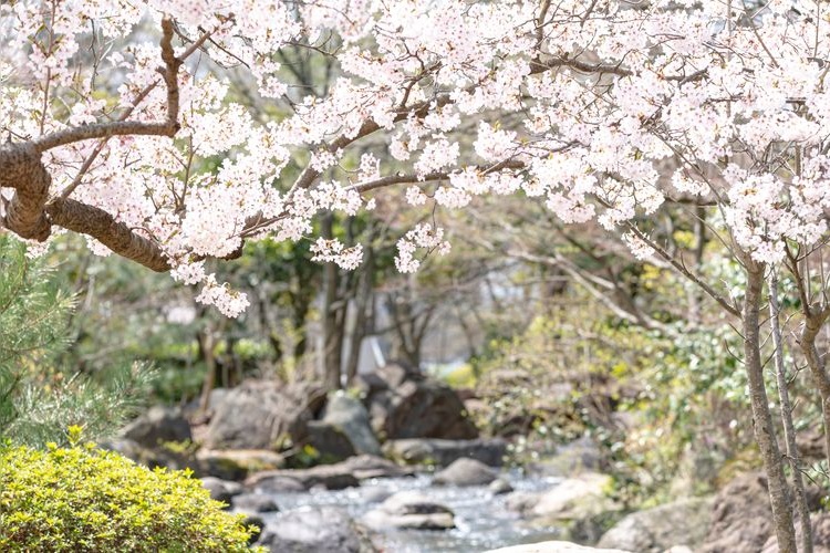 Tourist destination images of Niigata Prefectural Toyanogata Park(3)