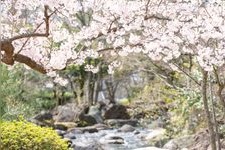 Tourist destination images of Niigata Prefectural Toyanogata Park(3)