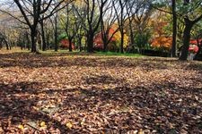 Tourist destination images of Niigata Prefectural Toyanogata Park(1)