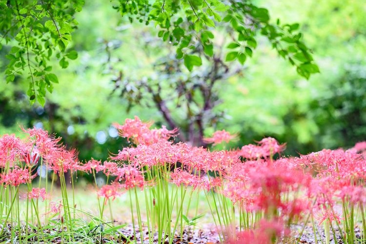 Tourist destination images of Niigata Prefectural Toyanogata Park(4)