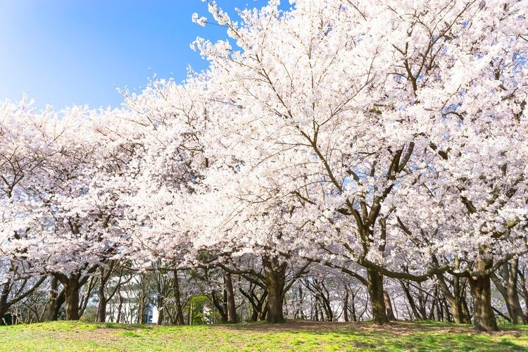 Niigata Prefectural Toyanogata Park