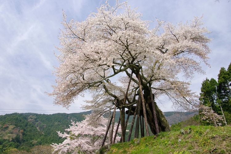 Honkyo's Millennium Cherry Tree