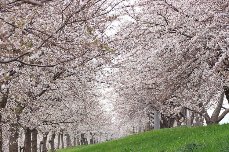 Ohkozu Bunsui Cherry Blossom Line