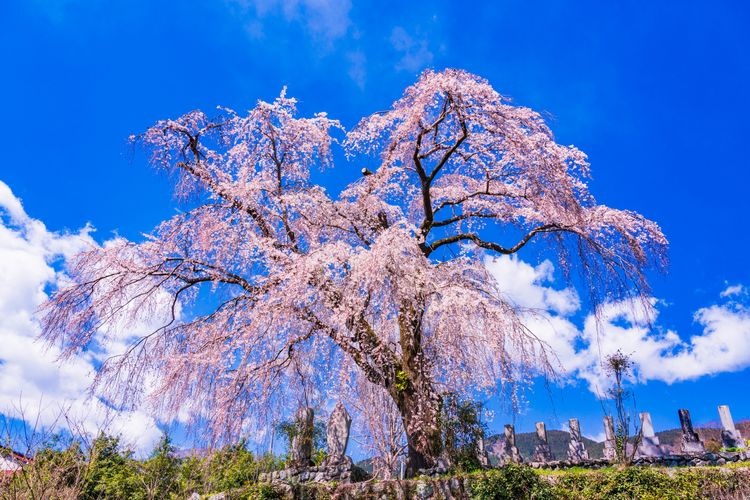 Tourist destination images of Haruma no Itozakura(2)